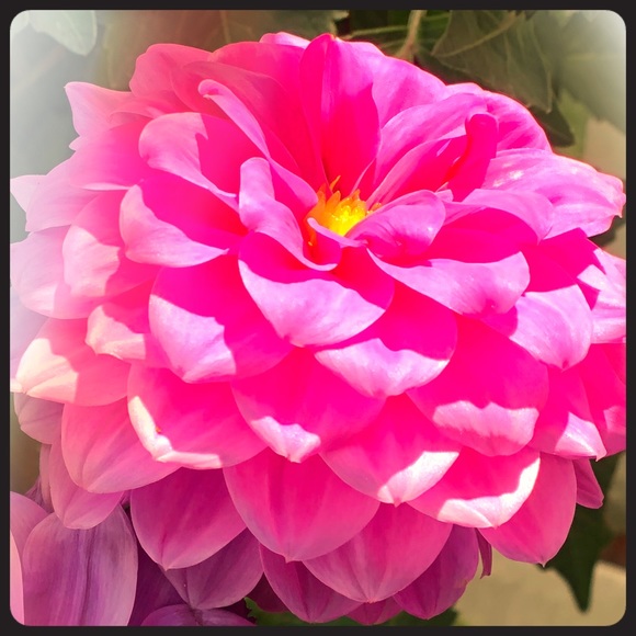 Meet your Posher, Victoria - Picture 1 of 1